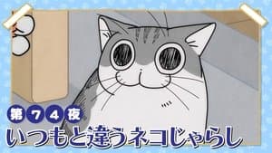 Night 74: A Different Kind of Cat Teaser