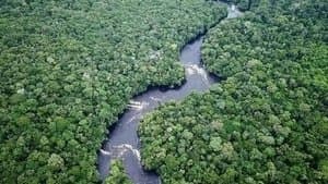 Amazon Jungle