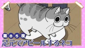 Night 85: A Cat Seeking Attention at the Feet