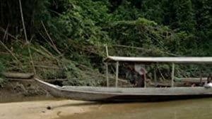 Giant Malaysian Honey Bees