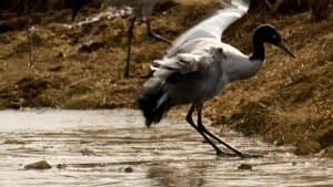 Central: A Balancing Act