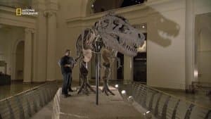 T. Rex Trauma