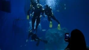 Preben and the sharks