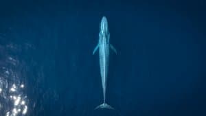 The Grey Whale