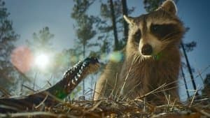 Chapter One: Escaping the Woods