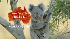 Koala Country