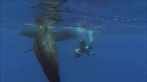 Survival at Sea and Beyond