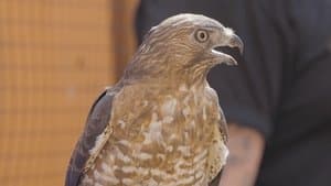 Thunderbird of Pennsylvania