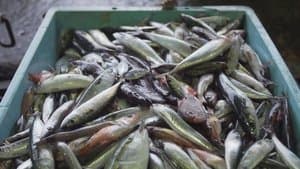 Zako: Trash Fish Is Treasure