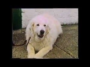 The Advance, Stand, Sit and Down