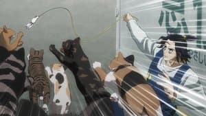 Tonight the Cats Steal the Stars