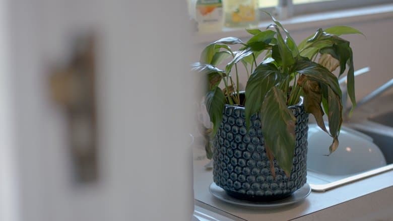 The Pot Plant