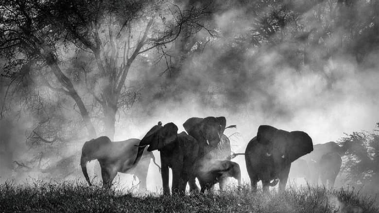 Ghost Elephants