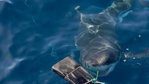 Careful, There's Humans Up There