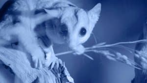 Possum Power