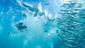 Oceans