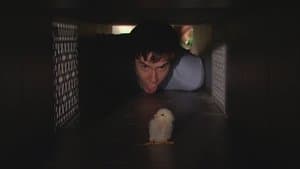 iHatch Chicks