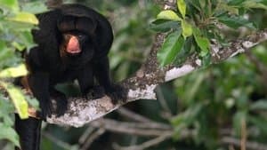 Amazon Monkey